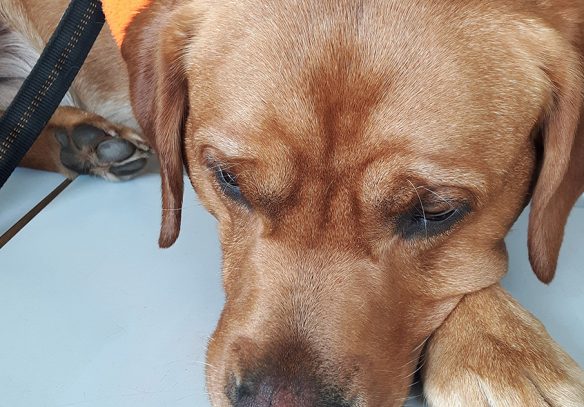 Therapiehund Foxred Labrador Jay-Jay