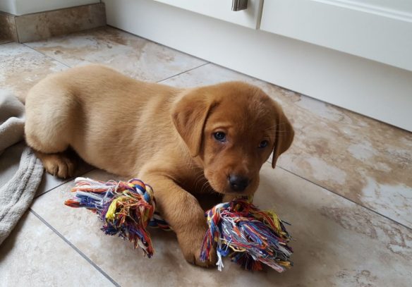 Foxred Labrador Welpe