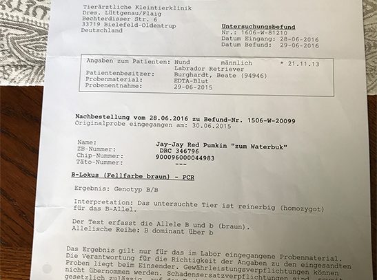 Untersuchungsbefund Jay-Jay