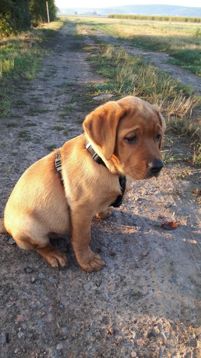 Foxred Labrador Deckrüde Fire