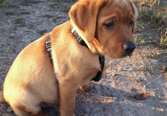 Foxred Labrador Deckrüde Fire